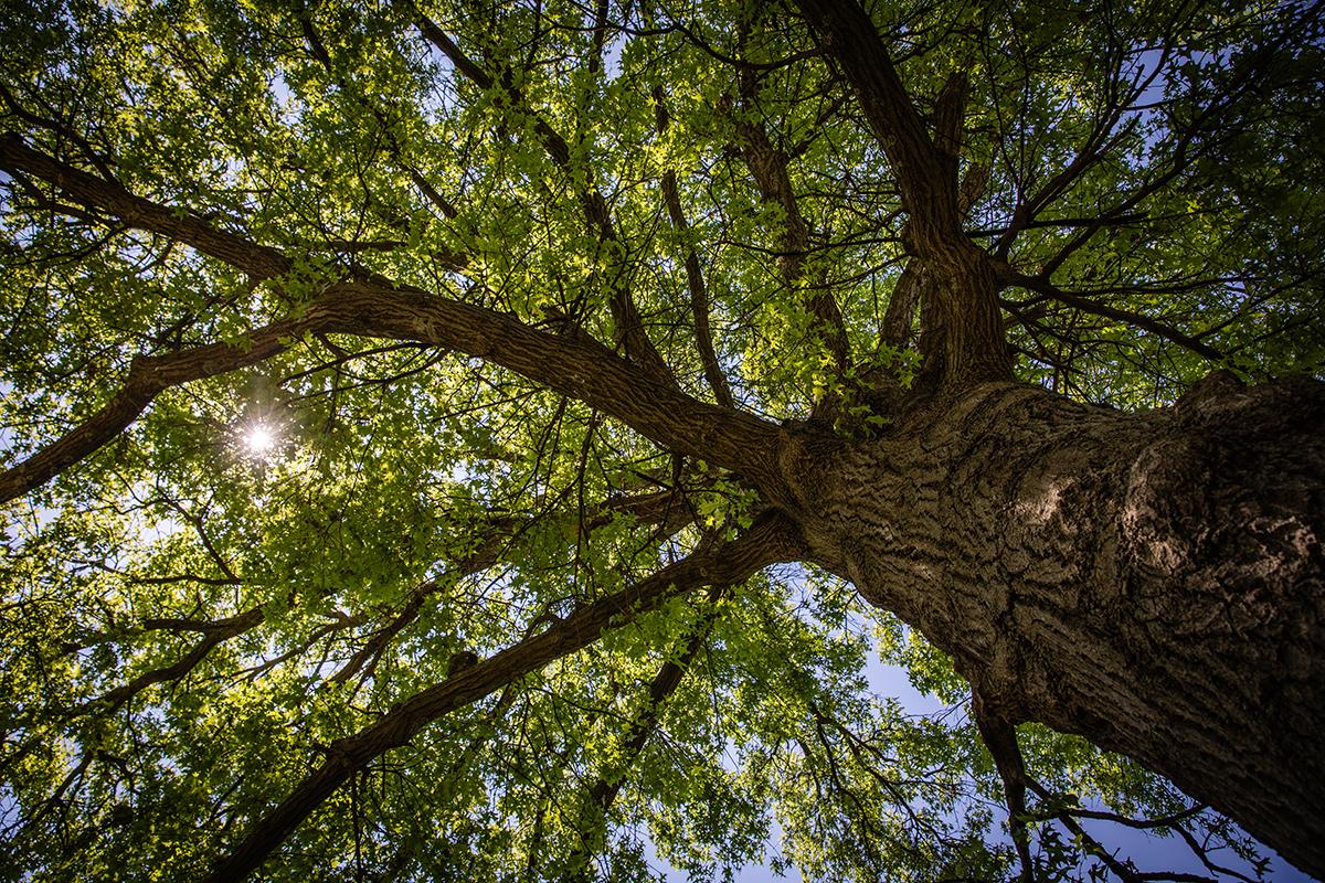 The Missouri Arboretum on the Northwest campus is home to more than 1,700 trees representing more than 160 species cultivated from throughout the world. (Photos by Todd Weddle/Northwest Missouri State University.